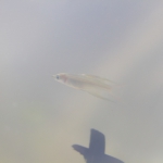 水温合わせ